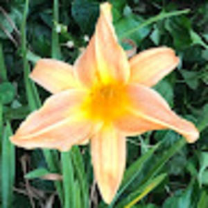 Meet your Posher, Stacy